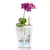 LECHUZA Donica DELTINI ALL-IN-ONE, metaliczny grafitowy
