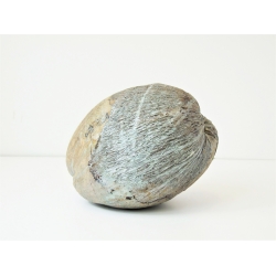 Kokos Dekoracja orzech kokosowy srebrny