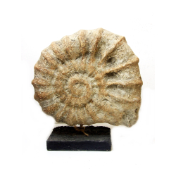 Muszla Dekoracja Ozdoba Ceramika Rustykalna 38cm