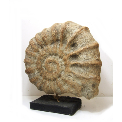 Muszla Dekoracja Ozdoba Ceramika Rustykalna 38cm