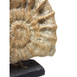 Muszla Dekoracja Ozdoba Ceramika Rustykalna 38cm