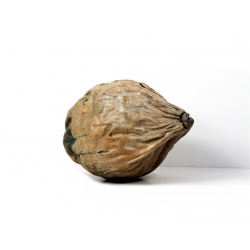 Kokos Dekoracja orzech kokosowy brąz/turkus
